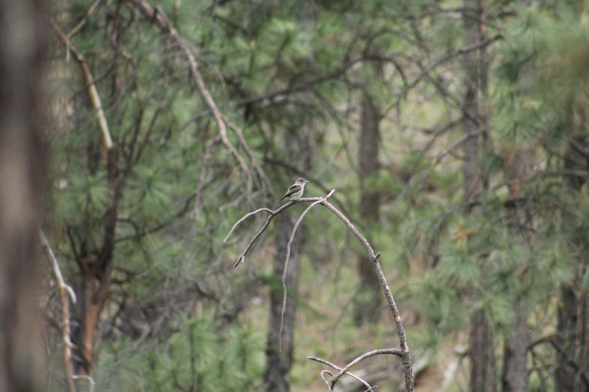 Western Wood-Pewee - ML646369256