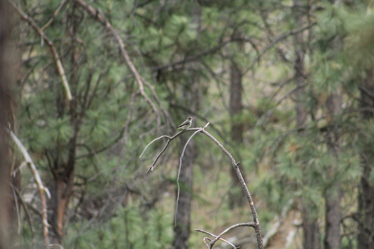 Western Wood-Pewee - ML646369257