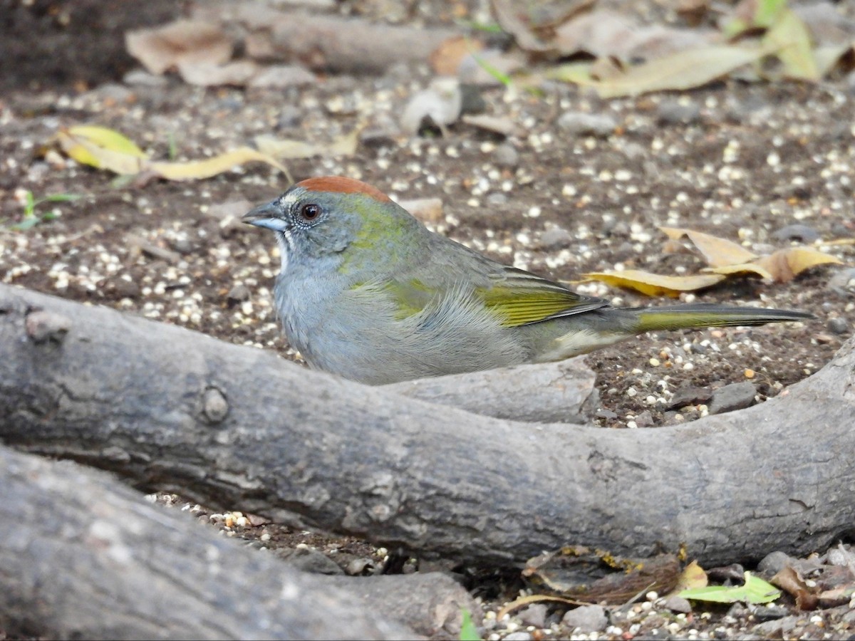 Green-tailed Towhee - ML646369258