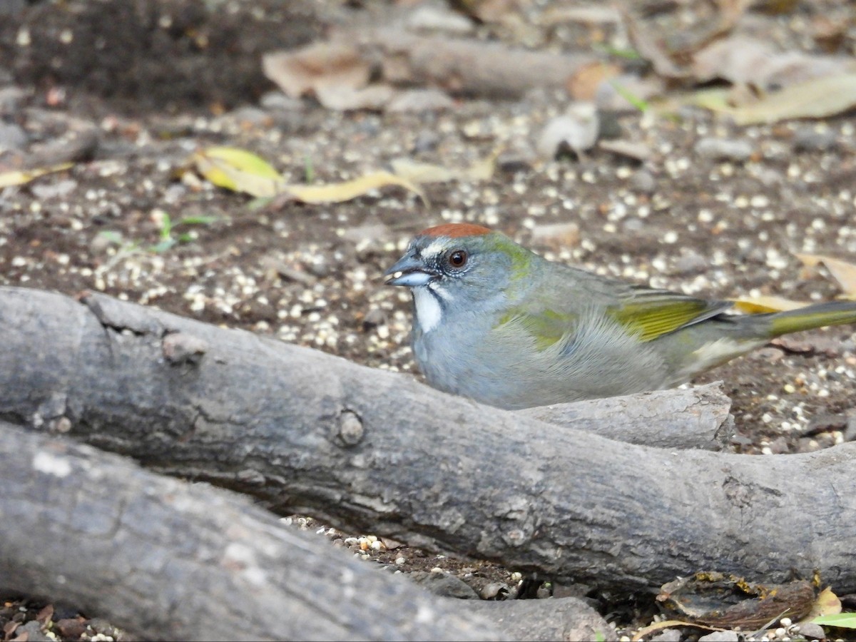 Green-tailed Towhee - ML646369259