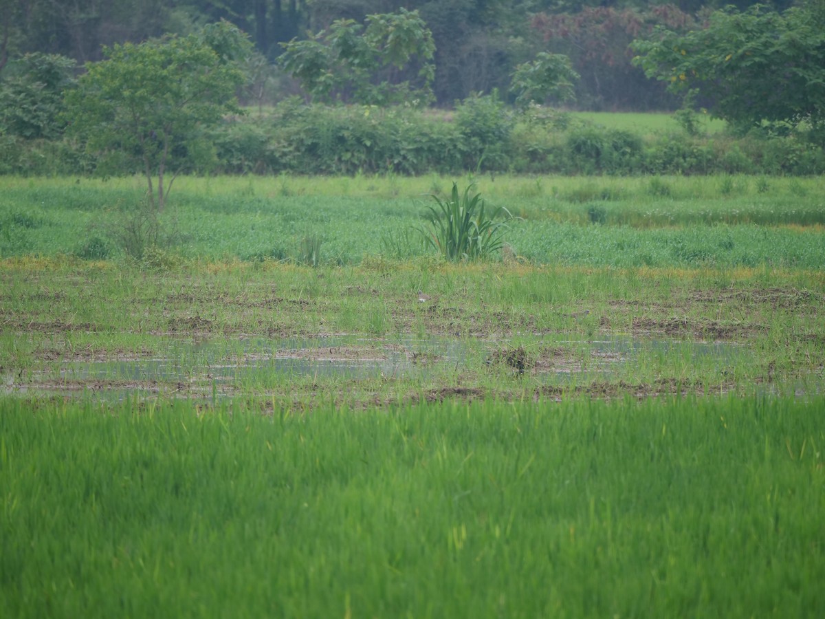 Gray-headed Lapwing - ML646369261