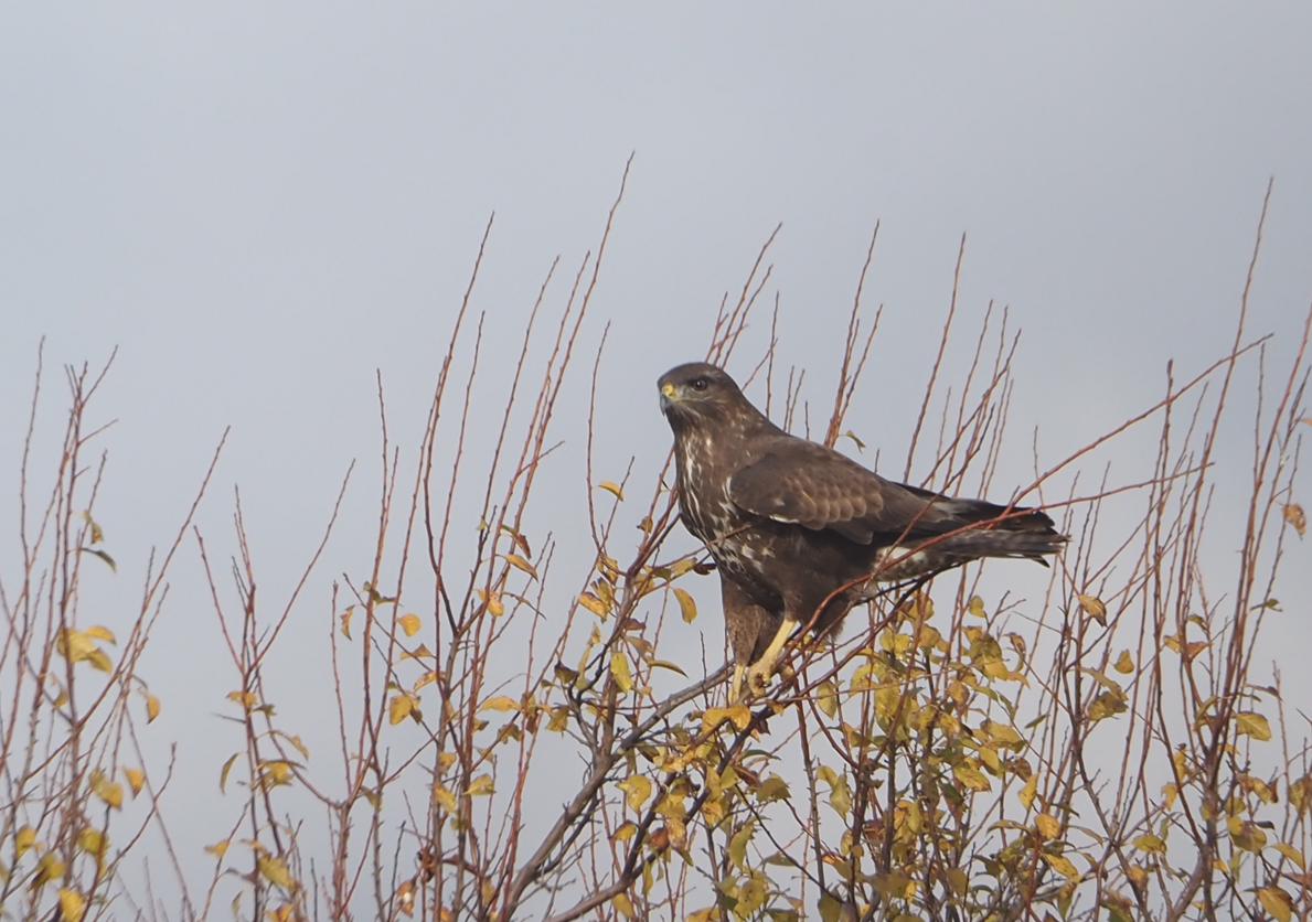 Common Buzzard - ML646369262