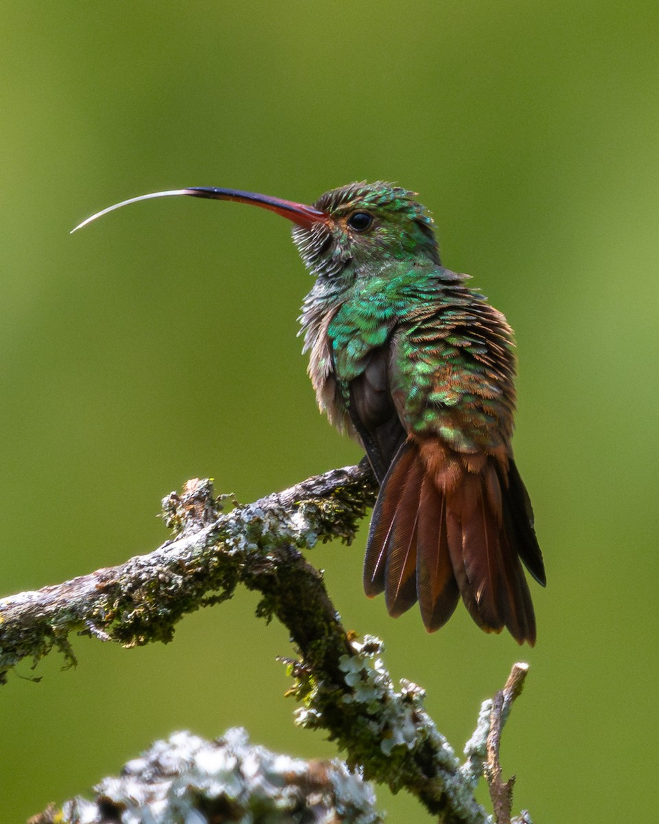 Rufous-tailed Hummingbird - ML646369263