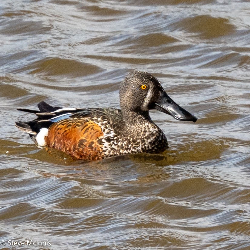 Australasian Shoveler - ML646369264