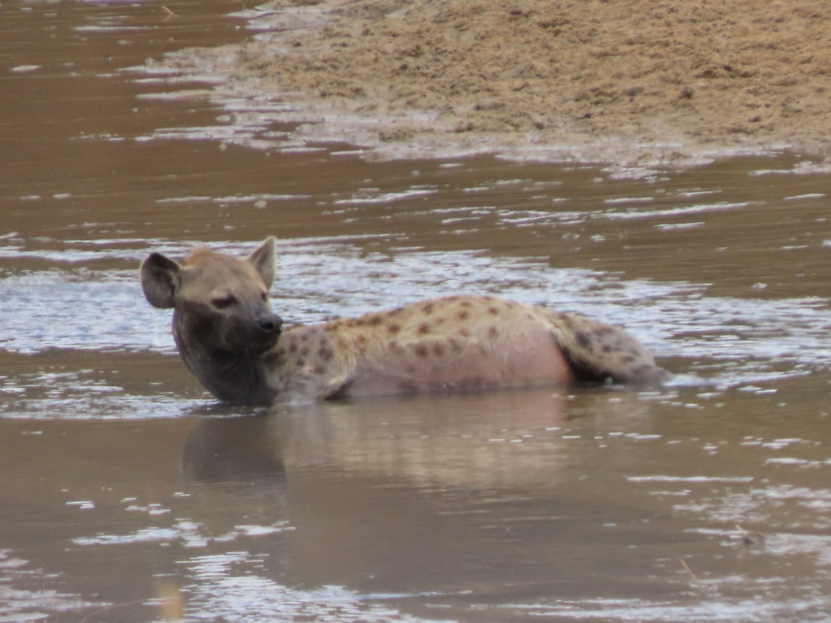 Animals - ML646369267