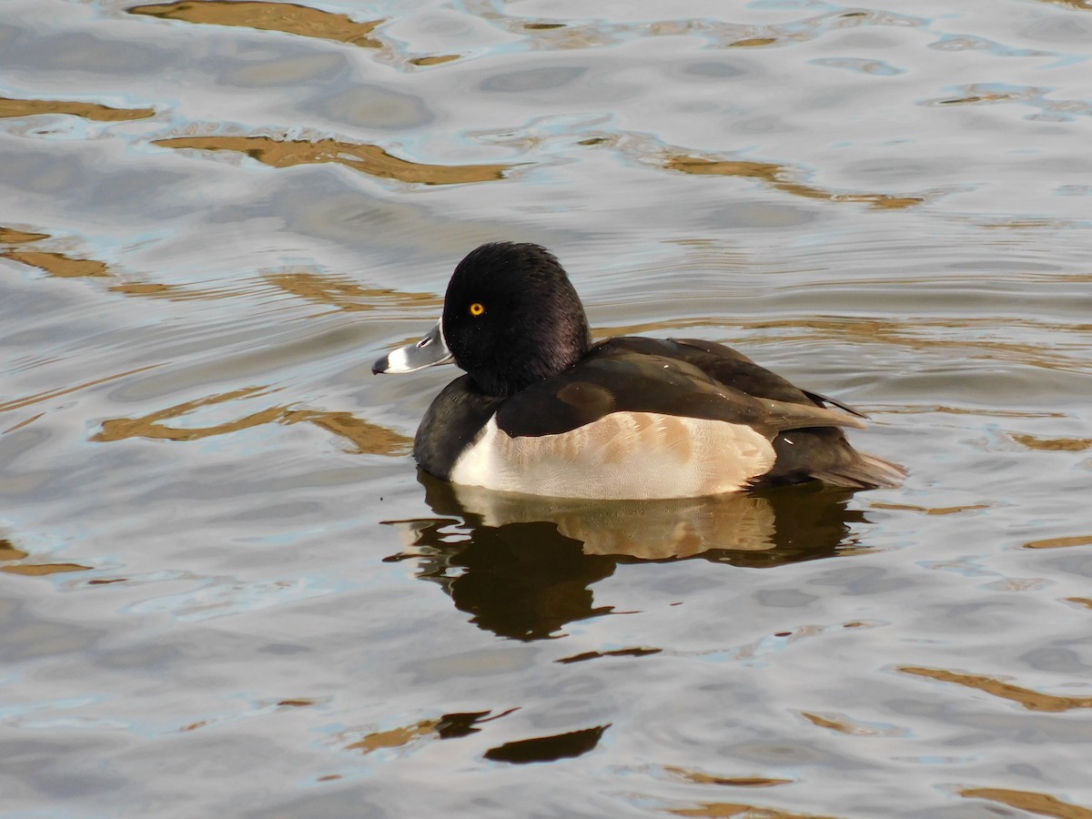 Moretta dal collare - ML646369268