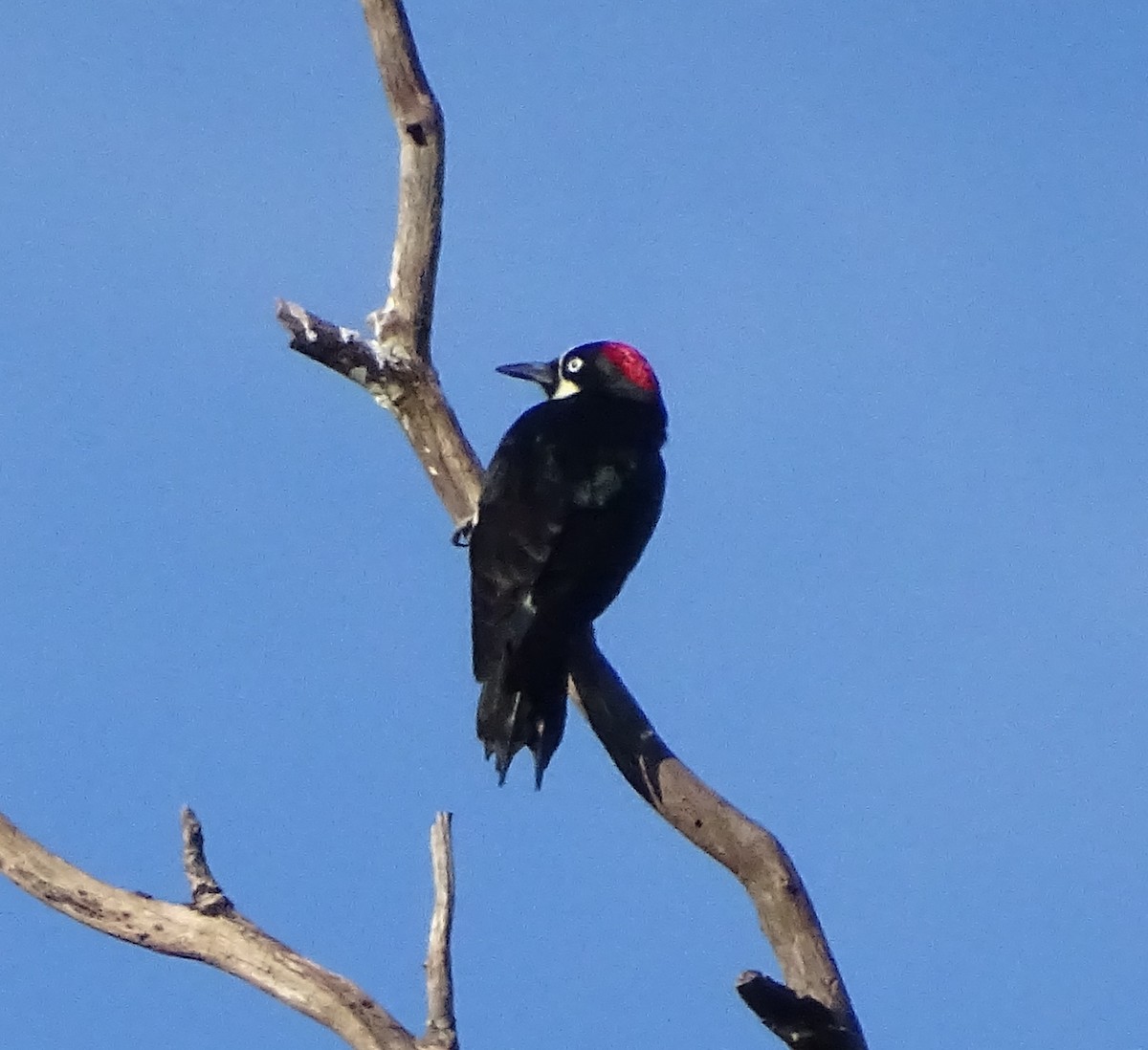 Acorn Woodpecker - ML646369269