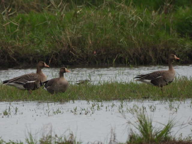 Greater White-fronted Goose - ML646369271