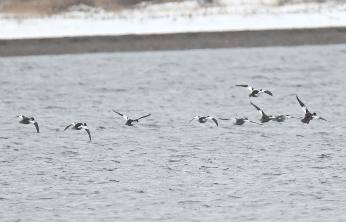 Common Goldeneye - ML646369272