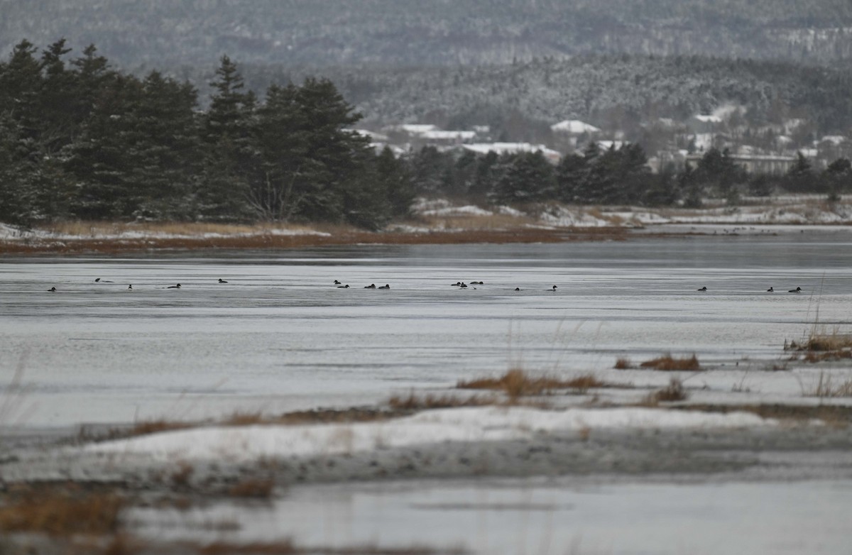 Common Goldeneye - ML646369273