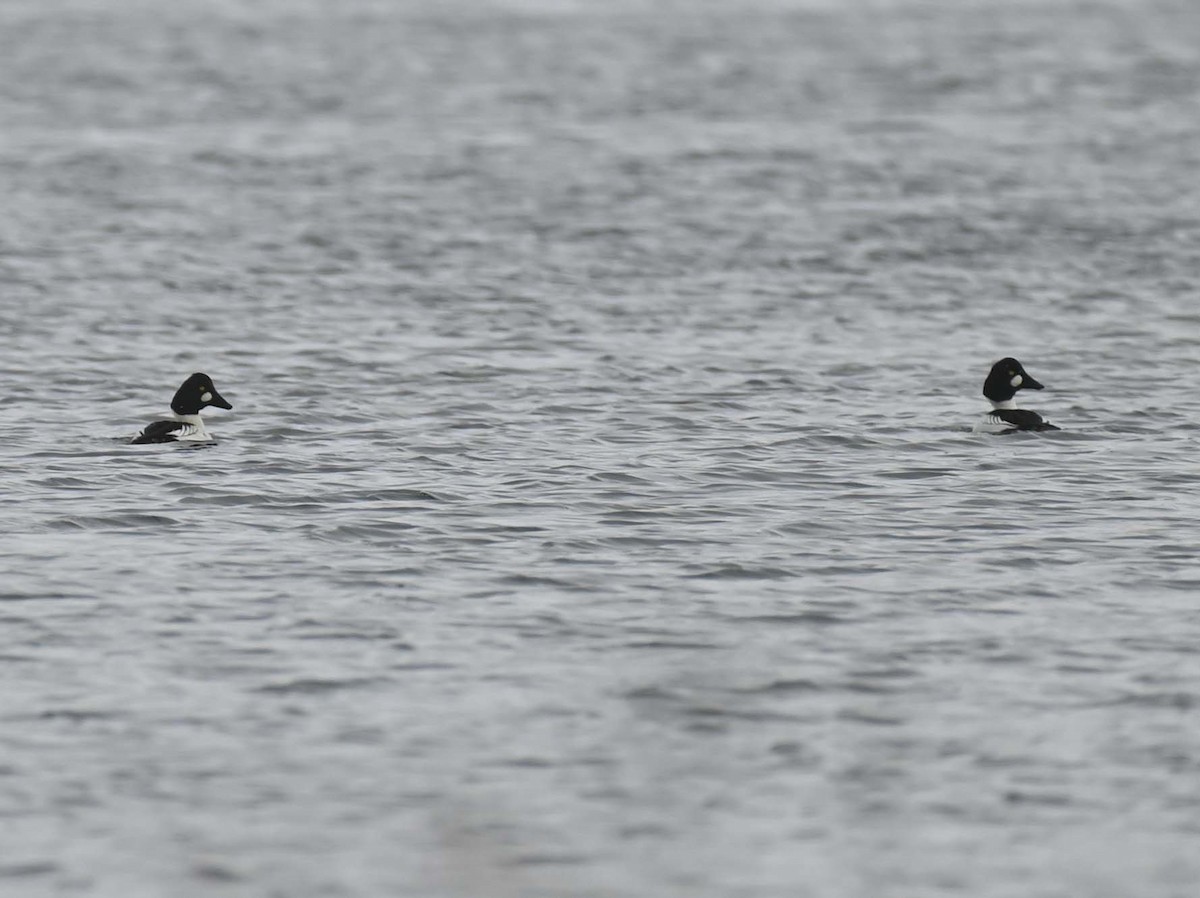 Common Goldeneye - ML646369274