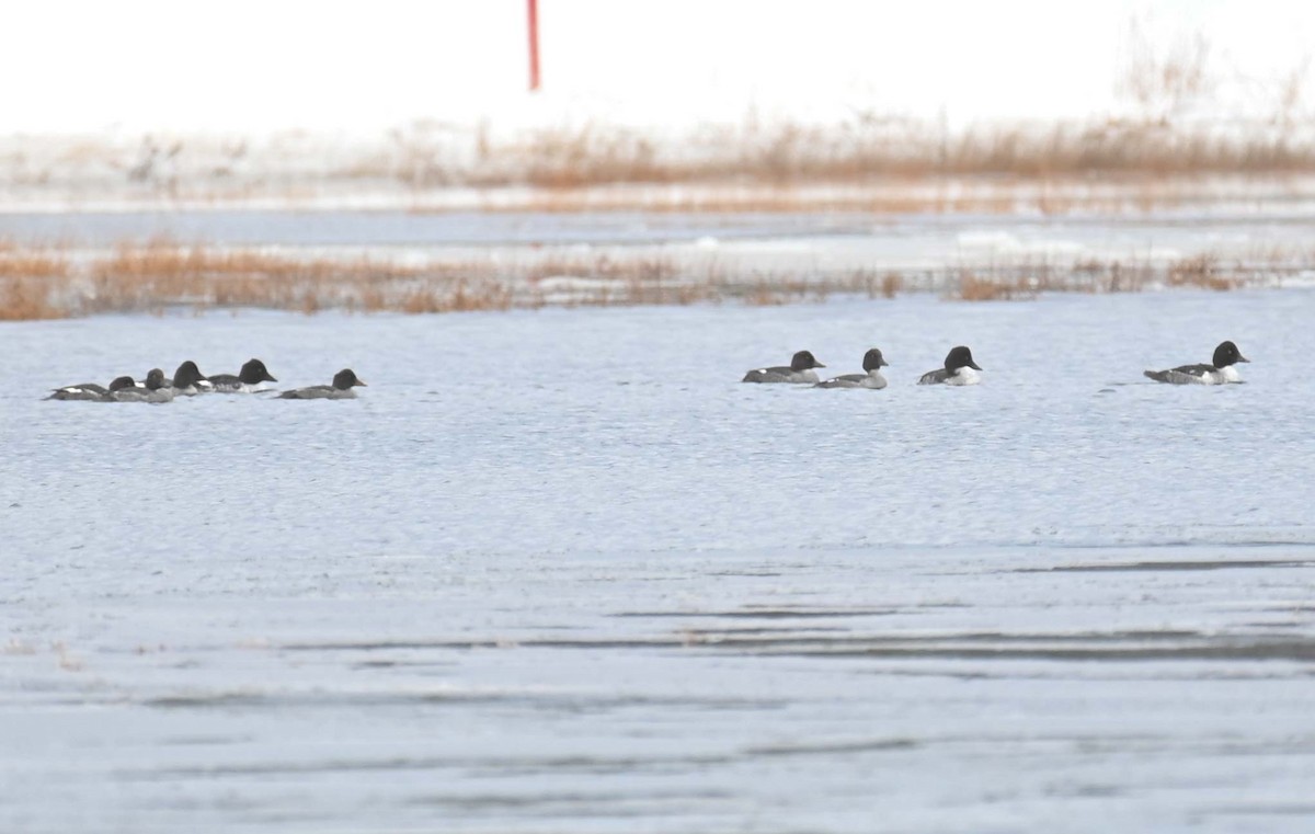 Common Goldeneye - ML646369275