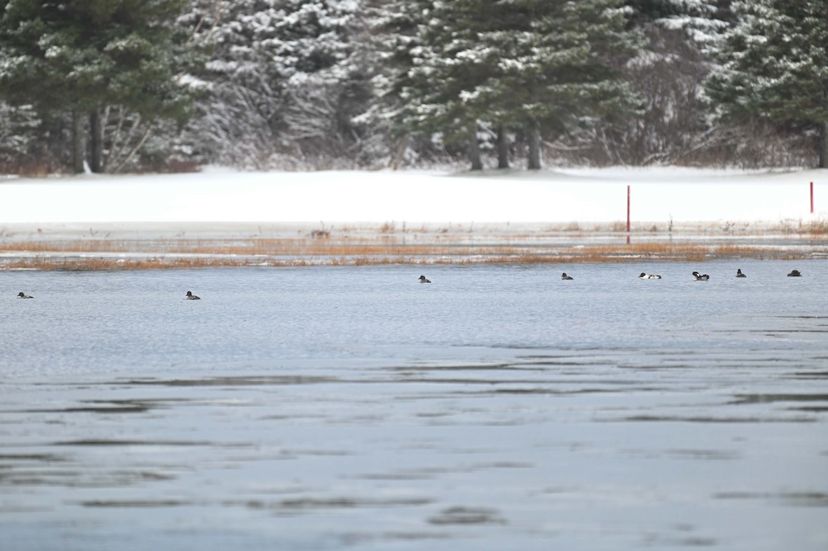 Common Goldeneye - ML646369276