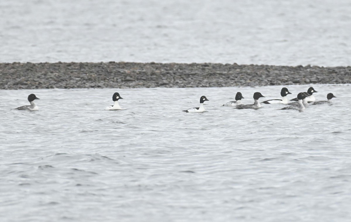 Common Goldeneye - ML646369277