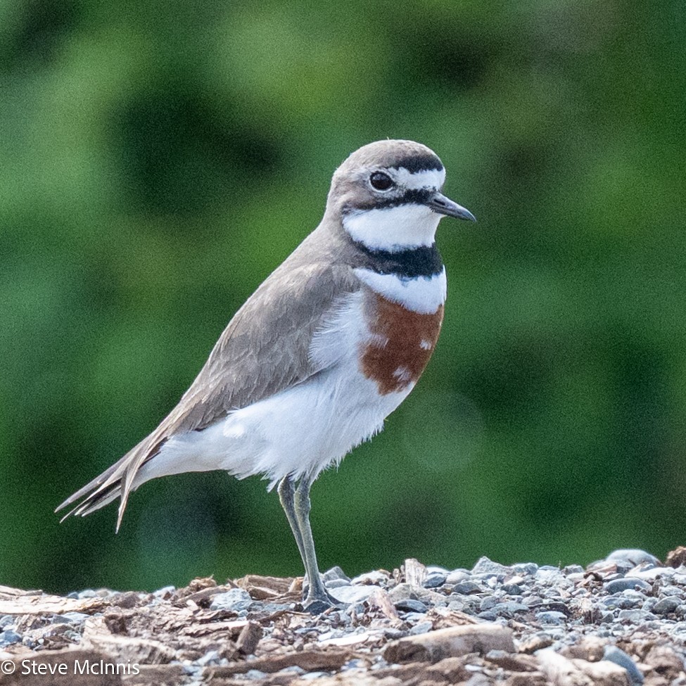 Double-banded Plover - ML646369278