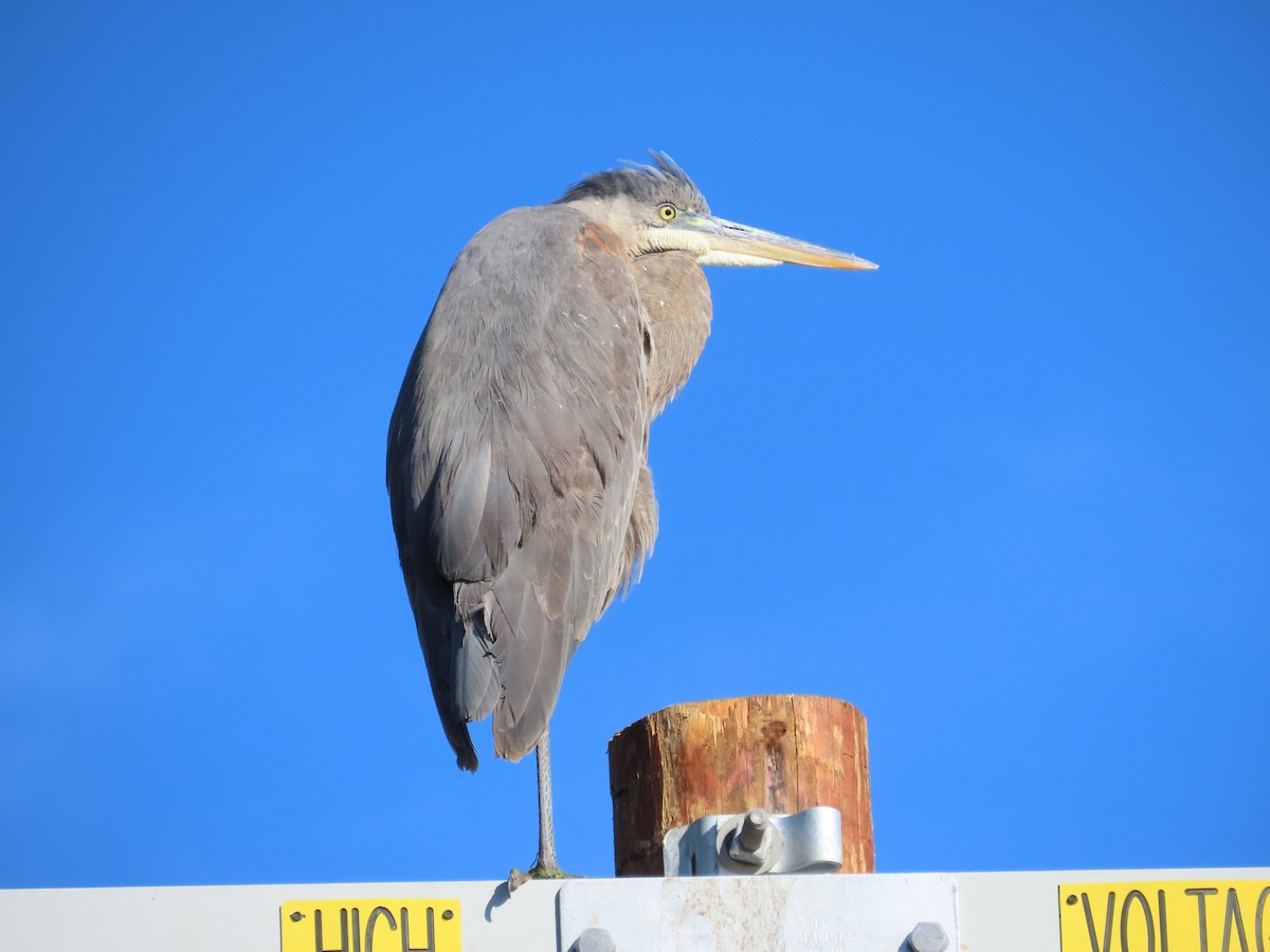 Great Blue Heron - ML646369279