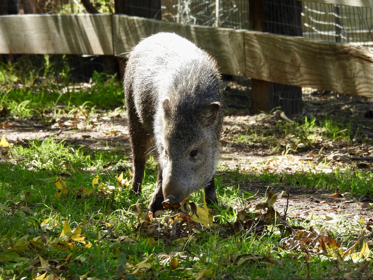 Mammals - ML646369280