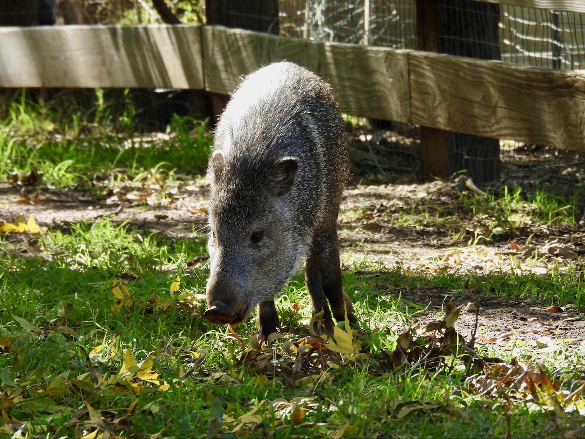 Animals - ML646369281