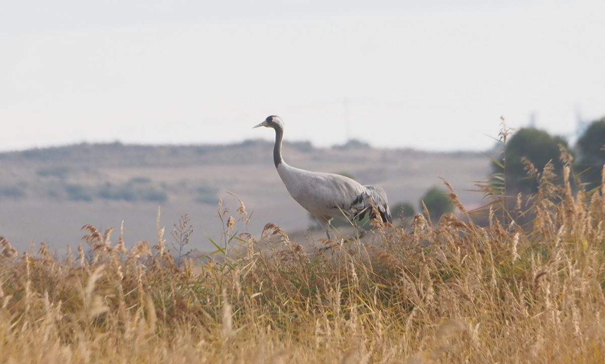 Common Crane - ML646369283