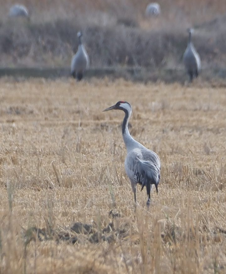 Common Crane - ML646369284