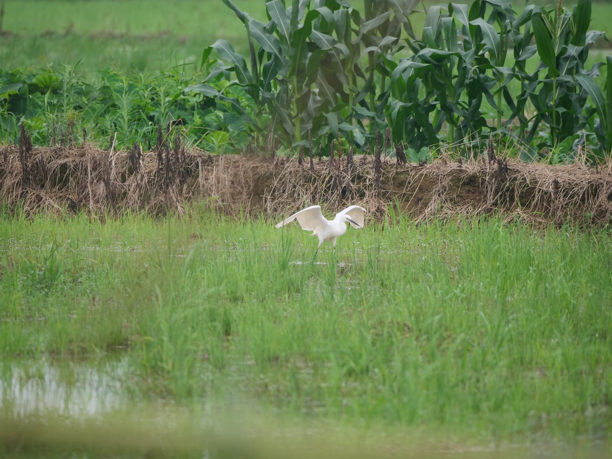 Little Egret - ML646369286