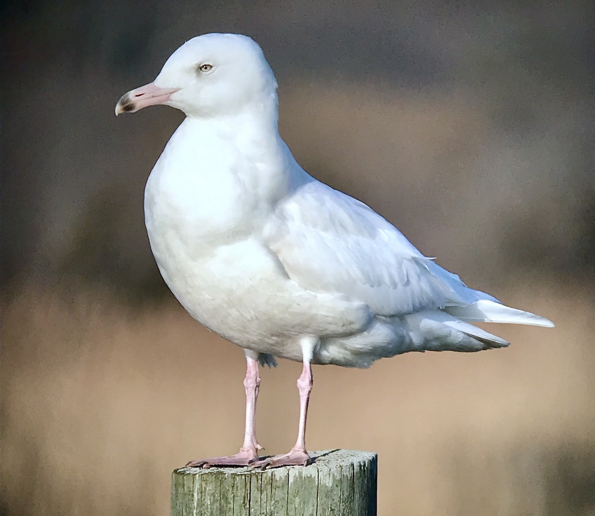Glaucous Gull - ML646369287
