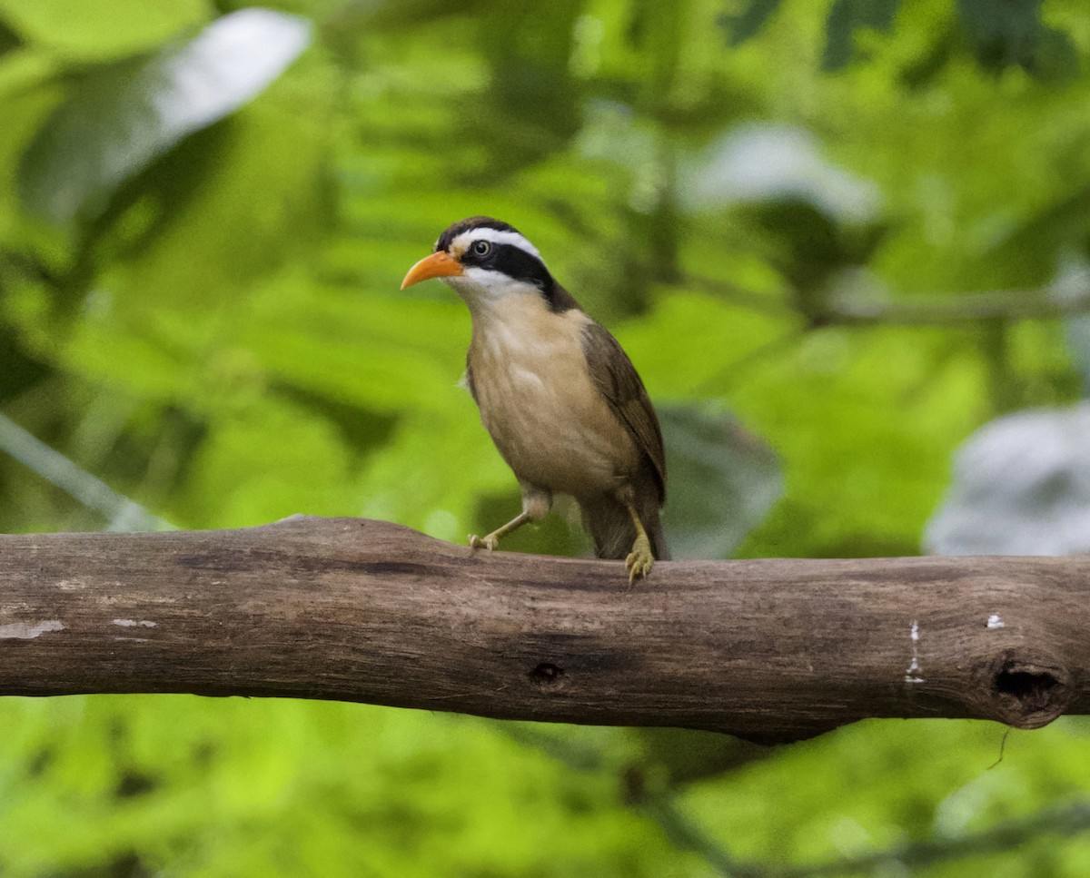 Brown-crowned Scimitar-Babbler (Phayre's) - ML646369289