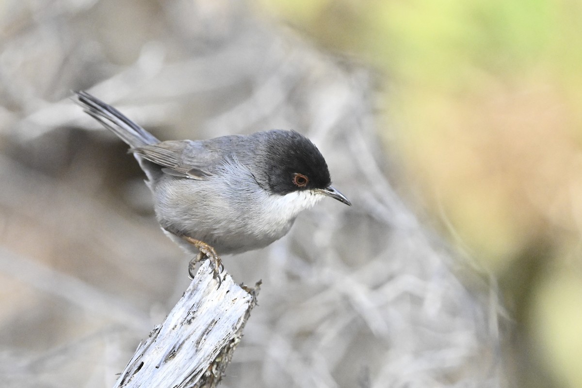 Samtkopf-Grasmücke - ML646369290