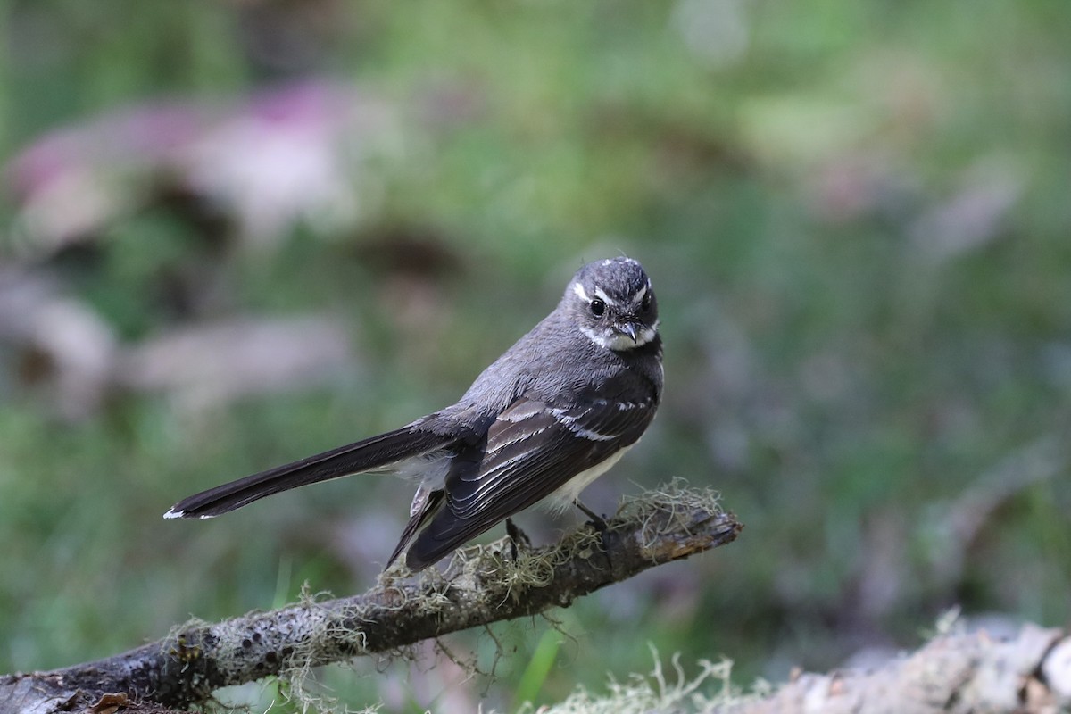 Gray Fantail - ML646369293