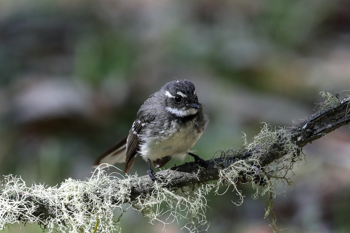 Gray Fantail - ML646369294