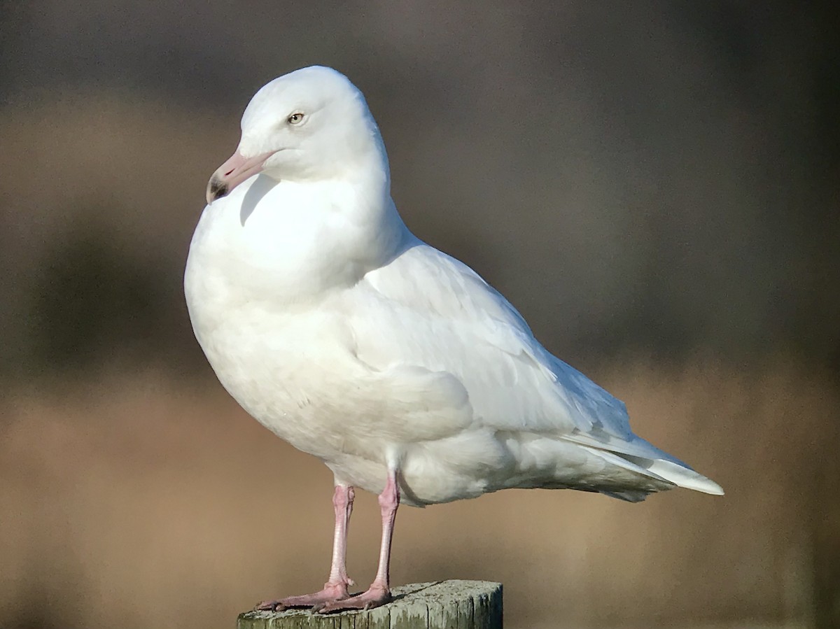 Glaucous Gull - ML646369295
