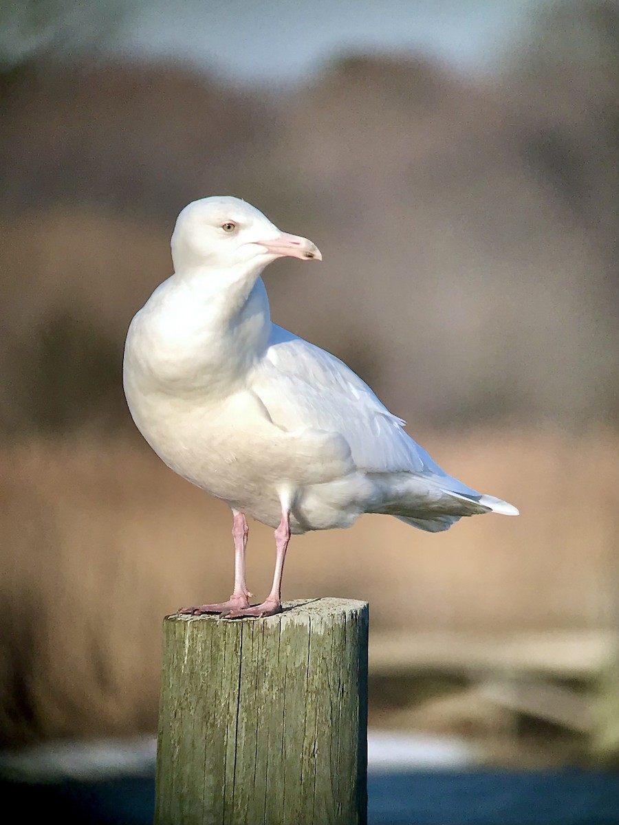 Glaucous Gull - ML646369296