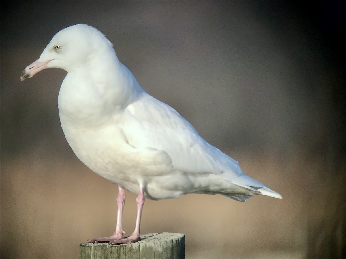 Glaucous Gull - ML646369297