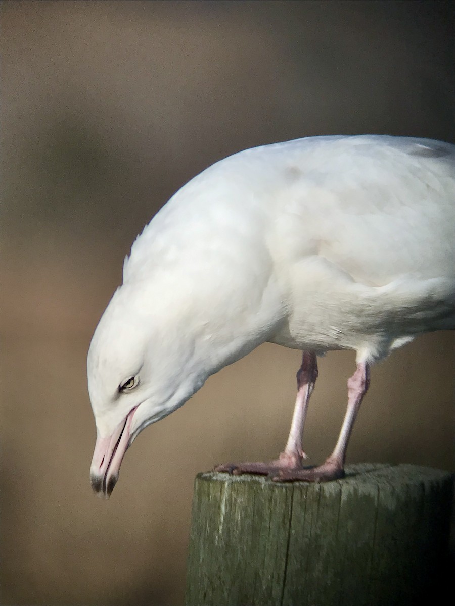 Glaucous Gull - ML646369298