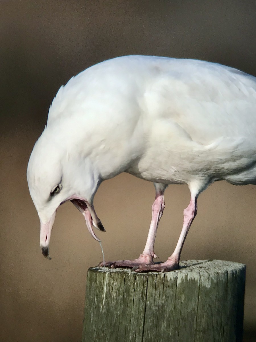 Glaucous Gull - ML646369299