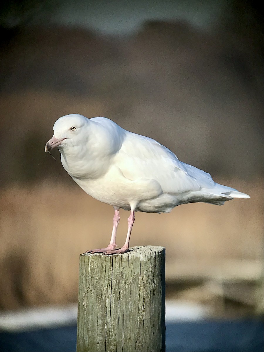 Glaucous Gull - ML646369300