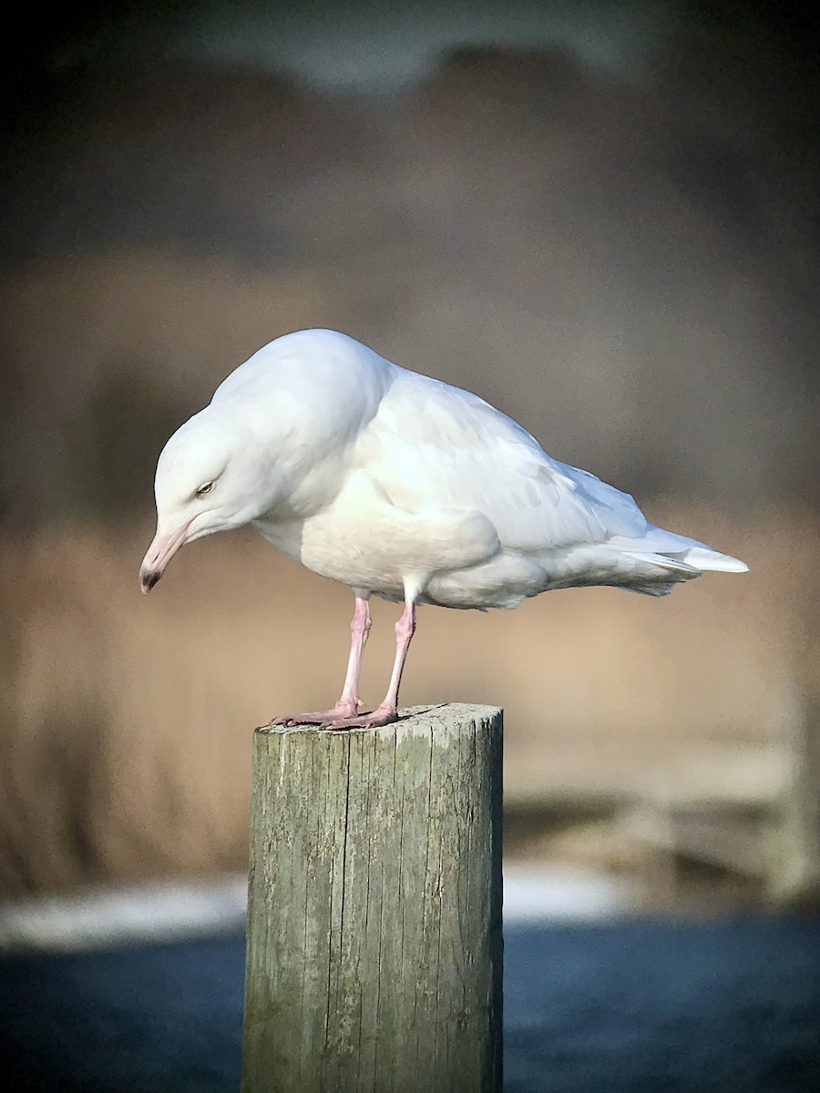 Glaucous Gull - ML646369301
