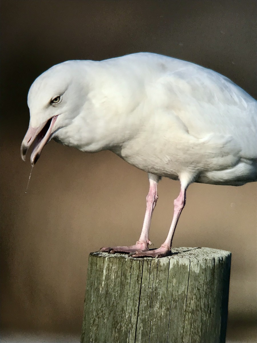 Glaucous Gull - ML646369302