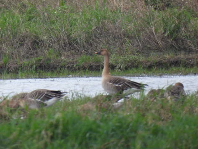Taiga/Tundra Bean-Goose - ML646369304