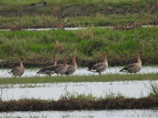 Taiga/Tundra Bean-Goose - ML646369305