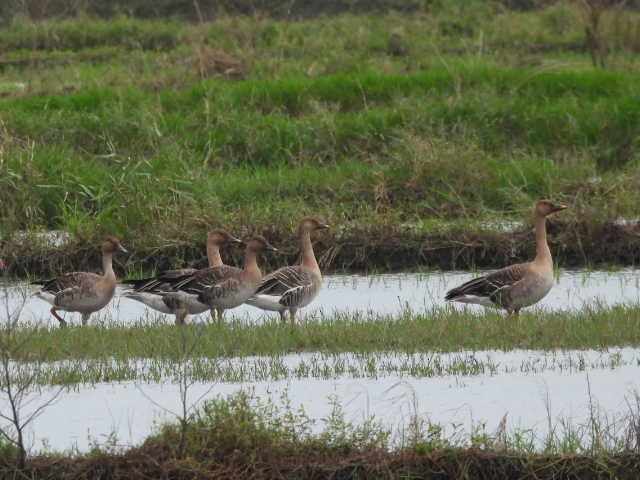 Taiga/Tundra Bean-Goose - ML646369306