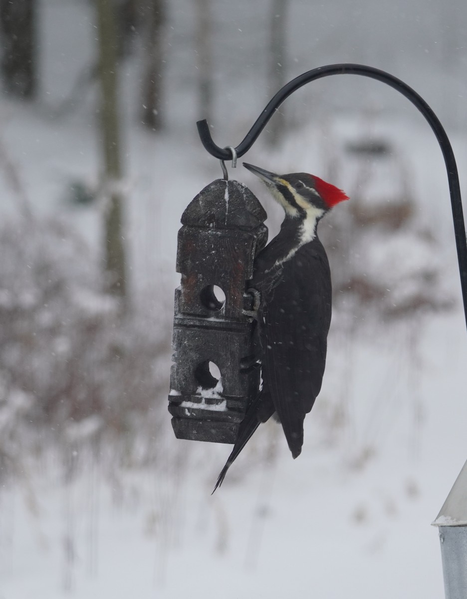 Pileated Woodpecker - ML646369307