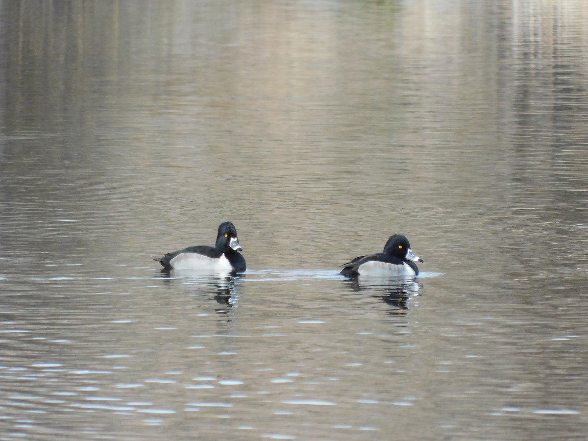 Moretta dal collare - ML646369308