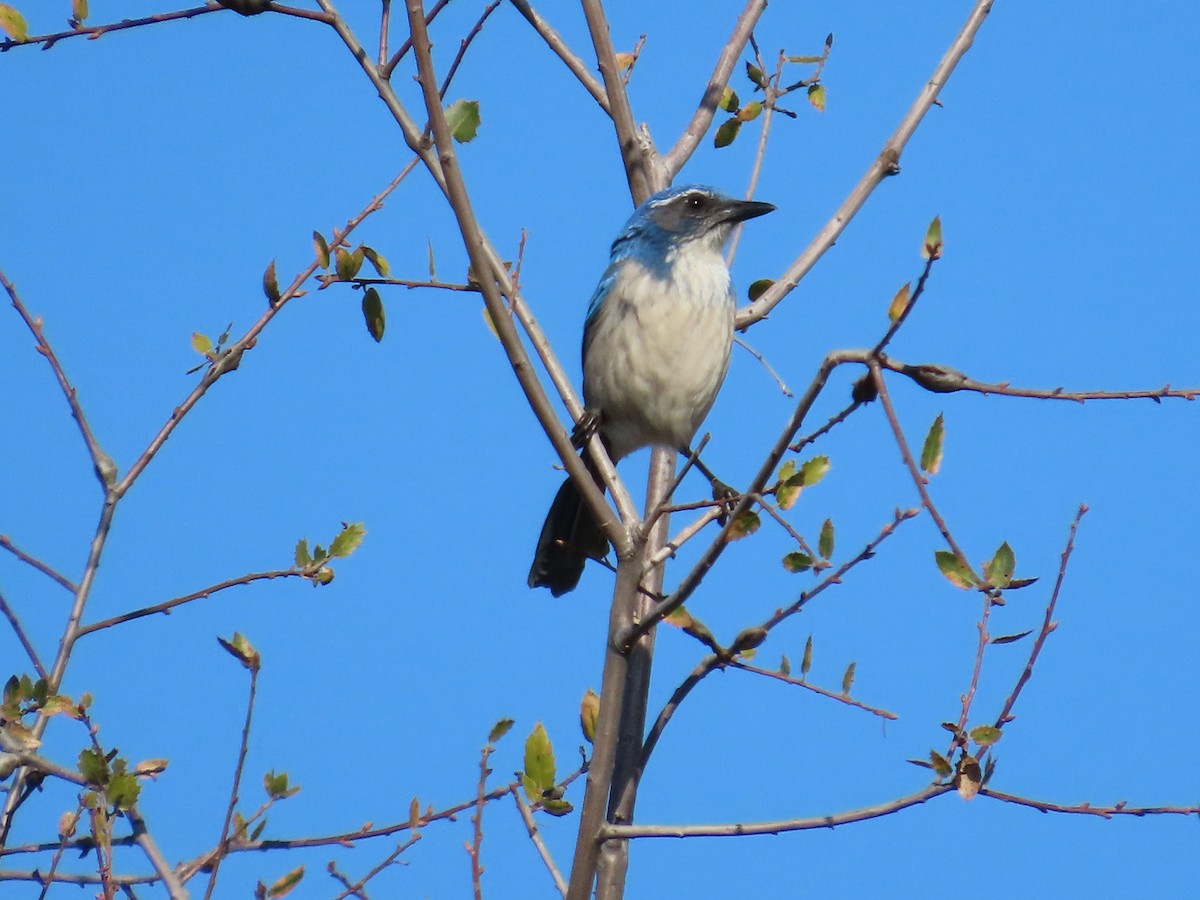 California Scrub-Jay - ML646369309