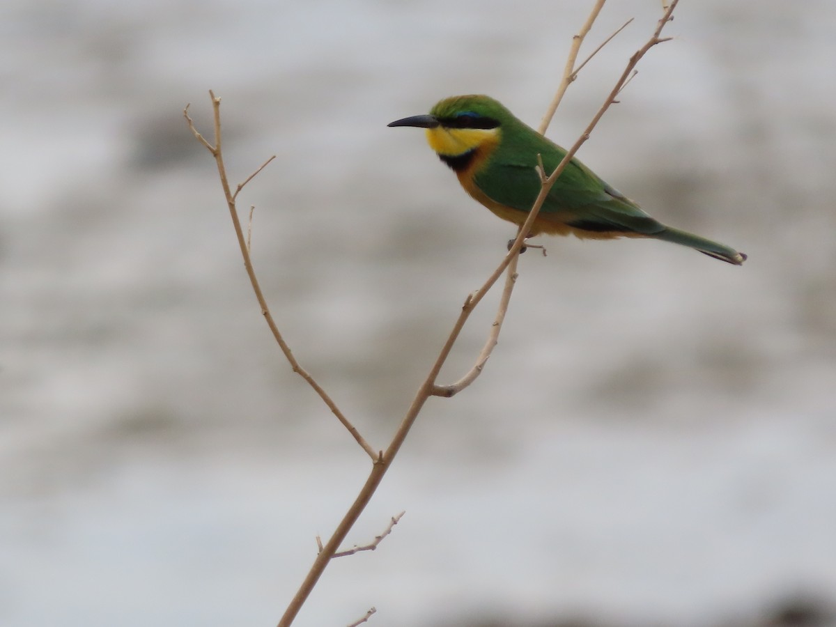 Little Bee-eater - ML646369310