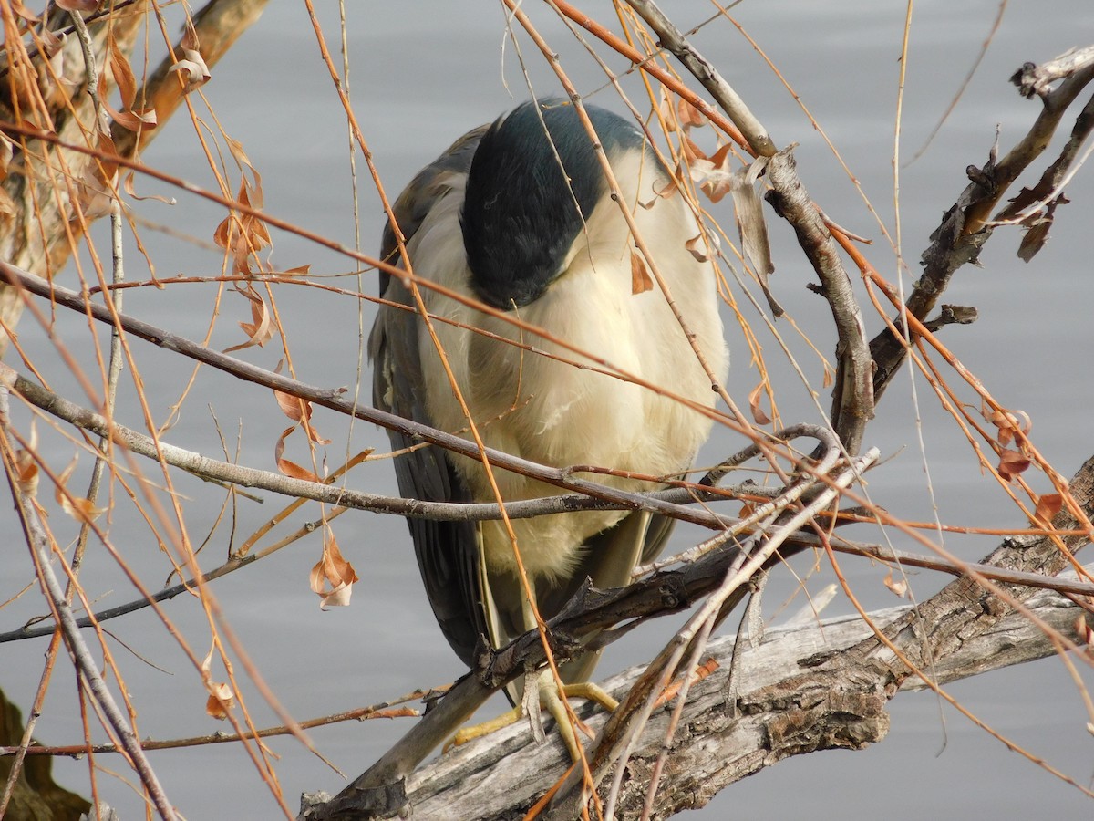 Nitticora - ML646369315