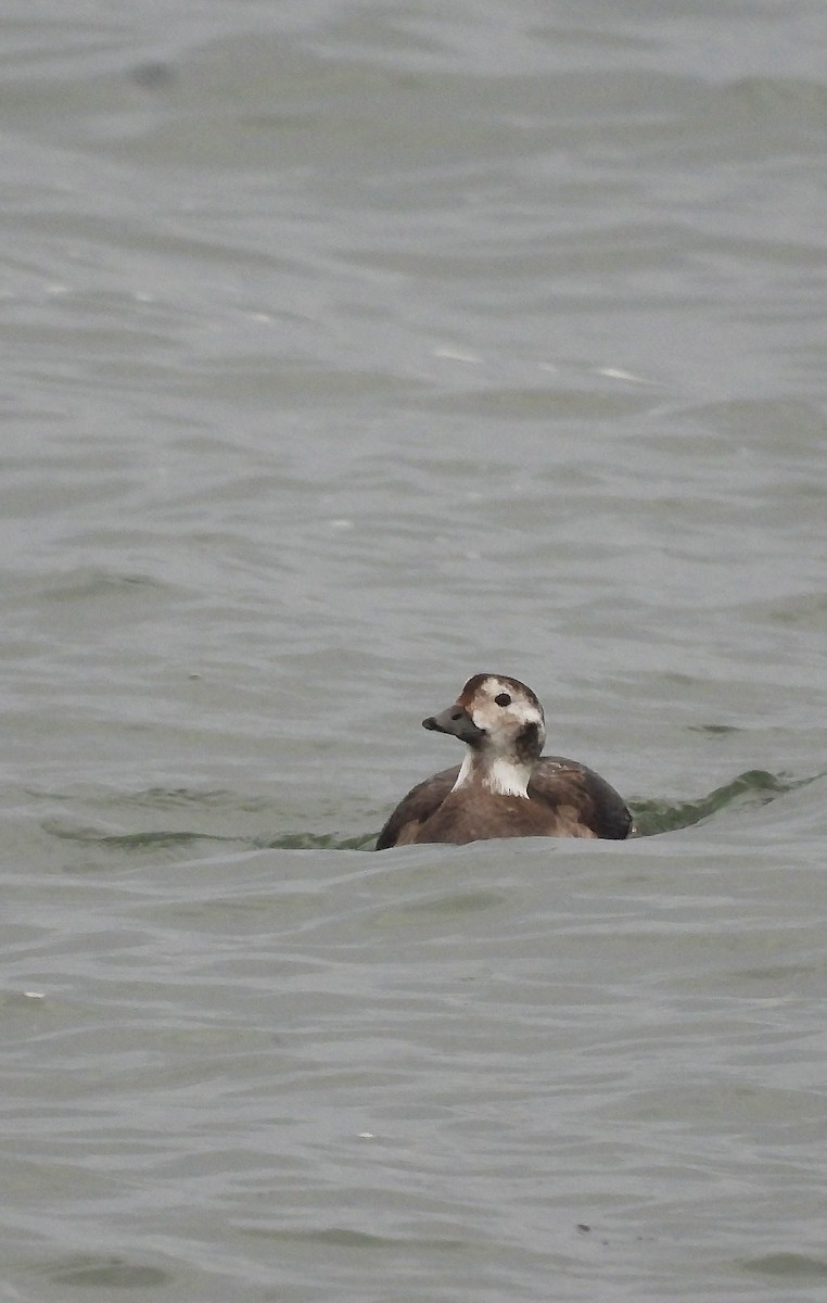 長尾鴨 - ML646369316