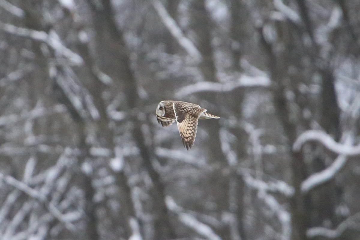 Zingira-hontza - ML646369317