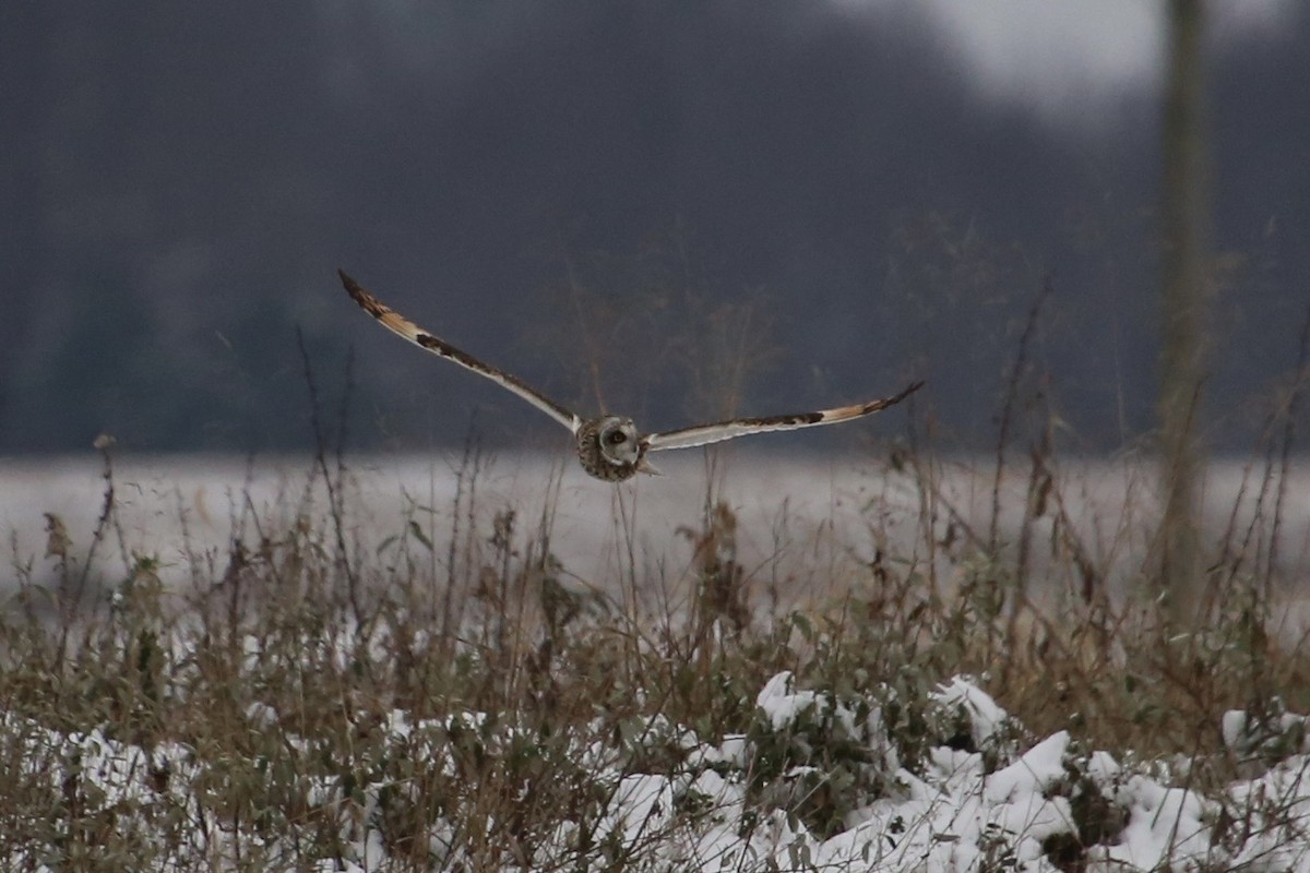 Zingira-hontza - ML646369318