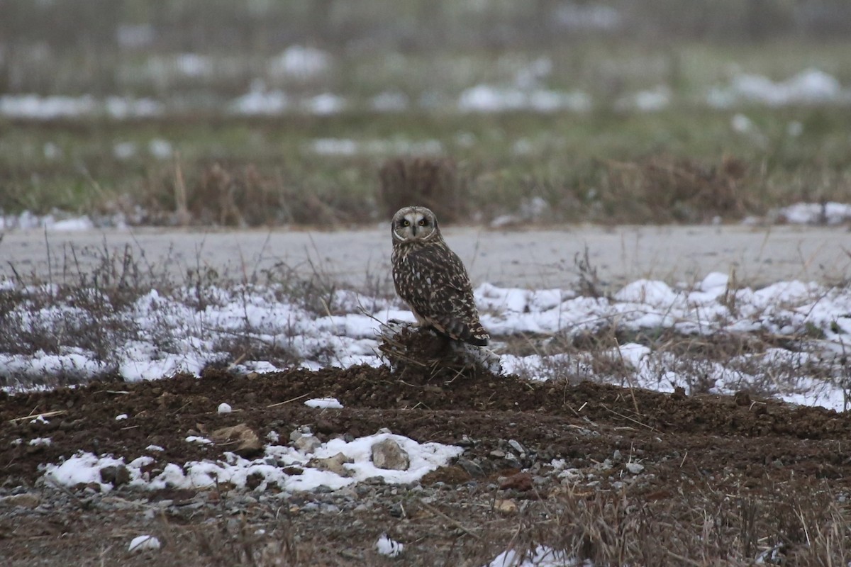 Zingira-hontza - ML646369319